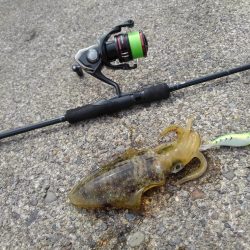 アオリイカは順調に成長